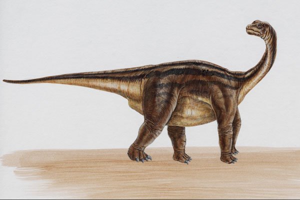 644061 Camarasaurus, A Jurassic Herbivore A4 Photo Print