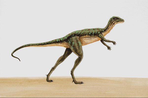 644063 Heterodontosaurus, A Jurassic Herbivore A4 Photo Print