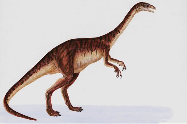 644064 Anchisaurus, A Jurassic Herbivore A4 Photo Print