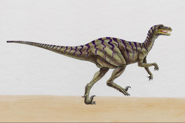 644066 Dromaeosaurus, A Cretaceous Carnivore A4 Photo Print