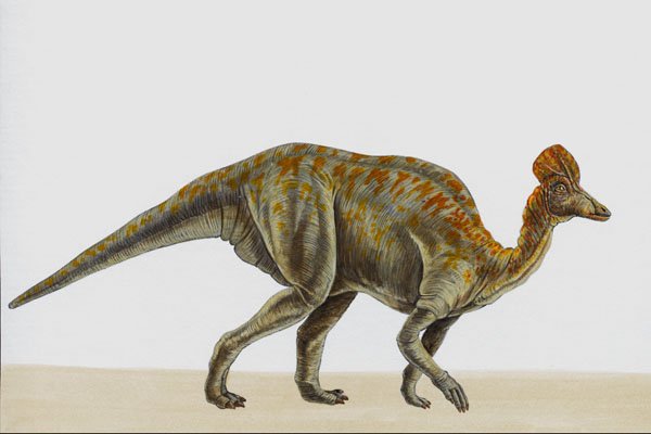644070 Corythosaurus, A Cretaceous Herbivore A4 Photo Print