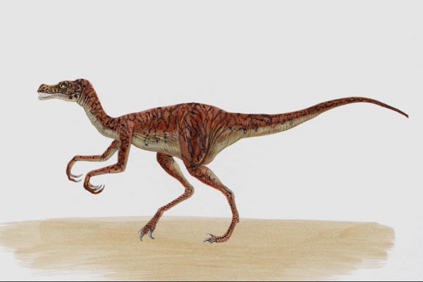 644074 Ornitholestes, A Jurassic Carnivore A4 Photo Print