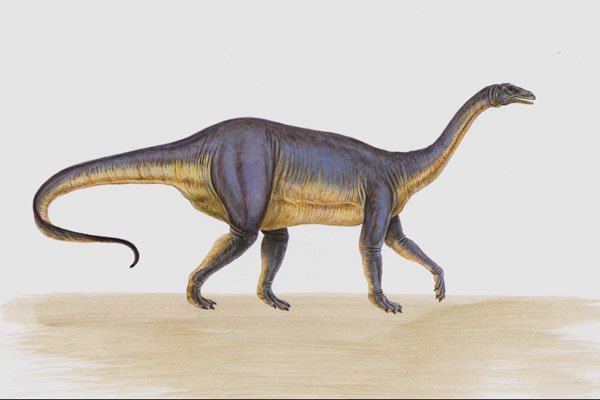 644076 Riojasaurus, A Triassic Herbivore A4 Photo Print