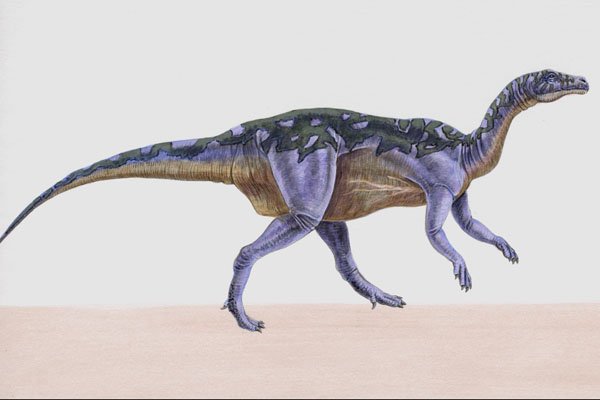 644083 Camptosaurus, A Cretaceous And Jurassic Herbivore A4 Photo Print