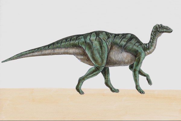 644087 Shantungosaurus, A Cretaceous Herbivore A4 Photo Print