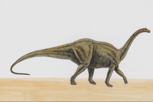 644095 Melanorosaurus, A Triassic Herbivore A4 Photo Print