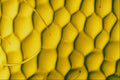 645000 Wasp Face A4 Photo Print