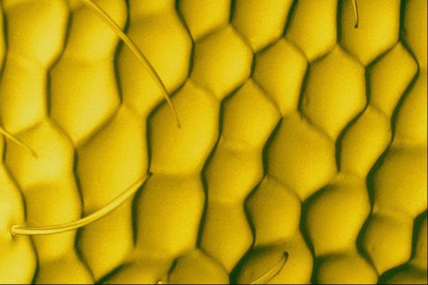 645000 Wasp Face A4 Photo Print