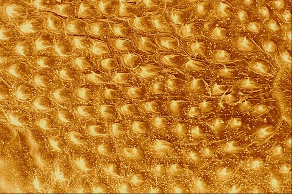 645002 Caterpillar Skin A4 Photo Print