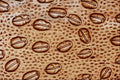 645006 Ant Face A4 Photo Print