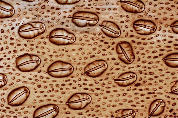 645006 Ant Face A4 Photo Print