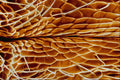 645007 Ant Chest A4 Photo Print