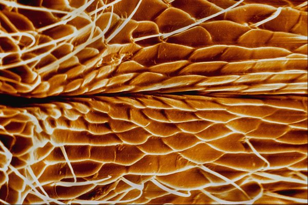 645007 Ant Chest A4 Photo Print