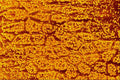 645009 Spider Back A4 Photo Print