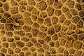 645012 Ant Cheek A4 Photo Print