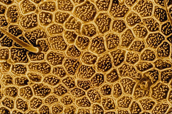 645012 Ant Cheek A4 Photo Print