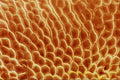 645013 Ant Side A4 Photo Print