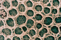 645015 Mite Back A4 Photo Print