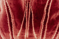 645019 Fly Bottom Of Tongue A4 Photo Print