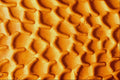 645020 Wasp back A4 Photo Print