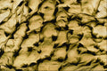 645021 Beetle Side A4 Photo Print