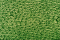 645025 Grasshopper Back A4 Photo Print