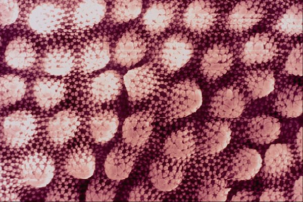 645031 Springtail Side A4 Photo Print