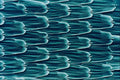 645042 Butterfly Scales A4 Photo Print