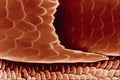 645043 Louse Side A4 Photo Print