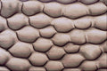 645045 Wasp Back Leg A4 Photo Print