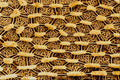 645048 Stink Bug Scent Gland A4 Photo Print