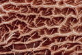 645052 Ant Cheek A4 Photo Print