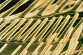 645057 Wasp Front Leg A4 Photo Print