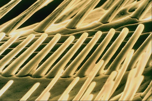 645057 Wasp Front Leg A4 Photo Print