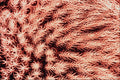 645059 Velvet Mite Back A4 Photo Print