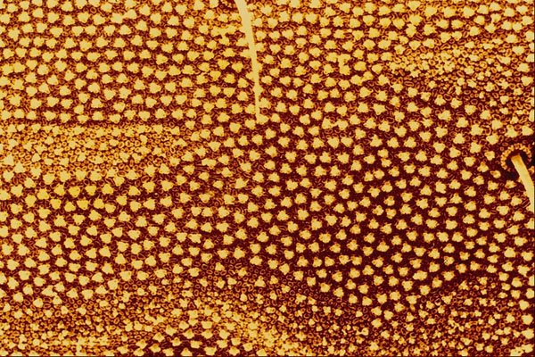 645060 Springtail Side A4 Photo Print