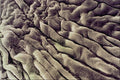 645061 Stink Bug Foot Pad A4 Photo Print