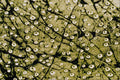 645062 Grasshopper Front Wing A4 Photo Print