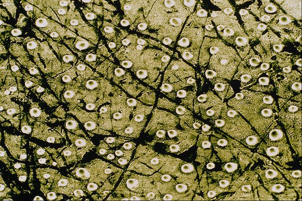 645062 Grasshopper Front Wing A4 Photo Print