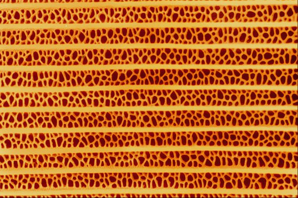 645065 Butterfly Wing Scale A4 Photo Print