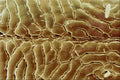 645066 Hair Louse Chest A4 Photo Print