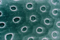 645067 Mite Top Of Head A4 Photo Print