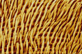 645069 Fly Cheek A4 Photo Print