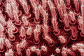 645070 Velvet Mite Side A4 Photo Print