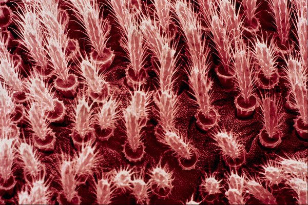 645070 Velvet Mite Side A4 Photo Print