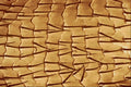 645073 Ant Front Leg A4 Photo Print