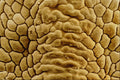 645076 False Spider Mite Back A4 Photo Print