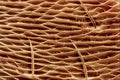 645082 Ant Front Leg A4 Photo Print