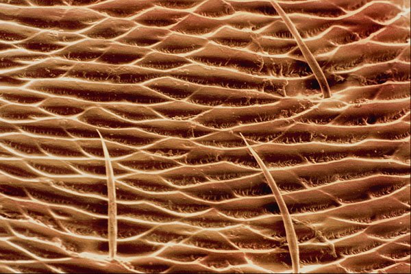 645082 Ant Front Leg A4 Photo Print