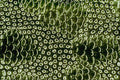 645085 Grasshopper Back Leg A4 Photo Print